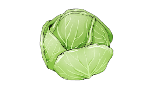 Cabbage